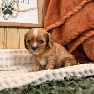 Callie, Cavalier King Charles Spaniel Puppy